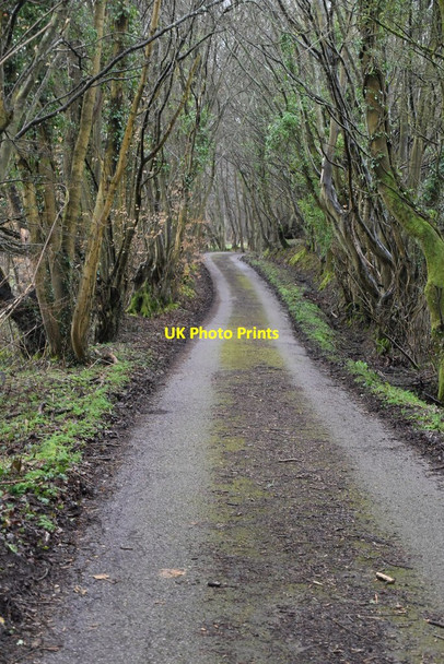 Photo 6"x4" Track to Dens Wood Combe\/TQ6228 c2021