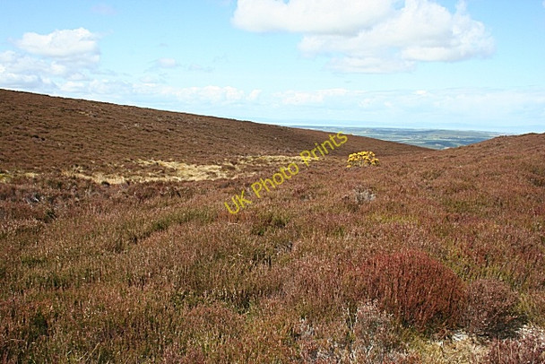 Photo 6"x4" Brown Muir Fogwatt c2009