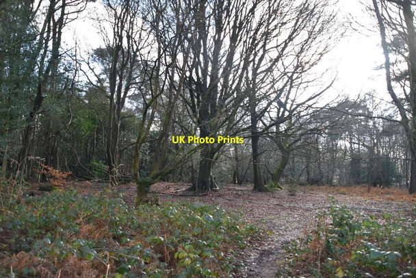Photo 6"x4" Limpsfield Common Limpsfield Chart c2021