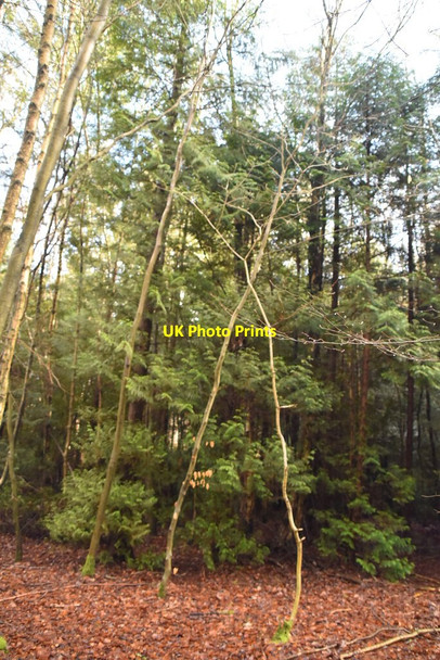 Photo 6"x4" The High Chart Goodley Stock c2021
