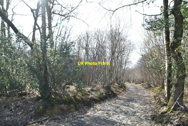 Photo 6"x4" The Plantation Burwash Common c2021