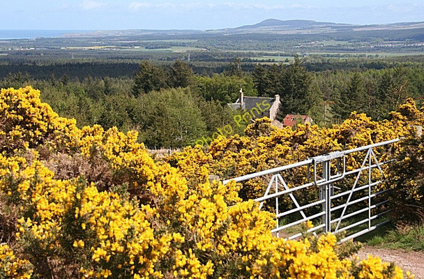 Photo 6"x4" Gate among the Whins Clackmarras c2009