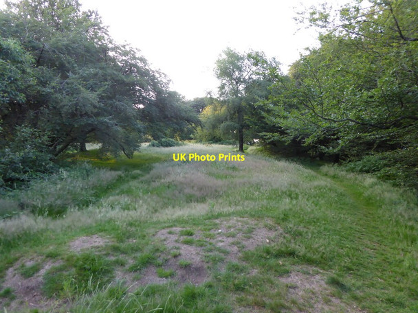Photo 6"x4" Summit of Lewesdon Hill on a July evening Broadwindsor c2021