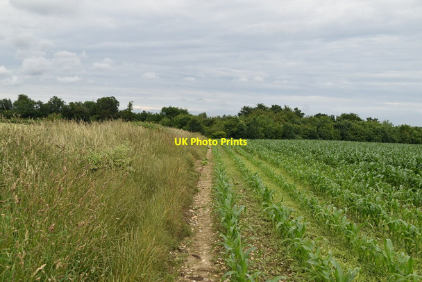 Photo 6"x4" Field edge footpath Pheasants c2021