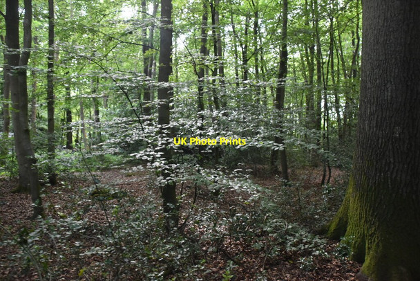 Photo 6"x4" Moorend Wood Chisbridge Cross c2021 P1