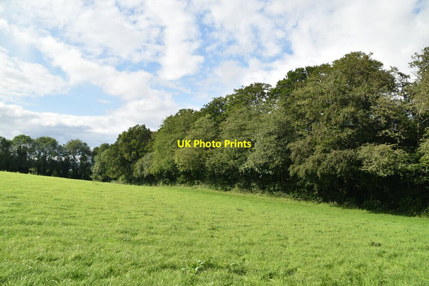 Photo 6"x4" Edge of Moorend Wood Moor Common c2021 P1