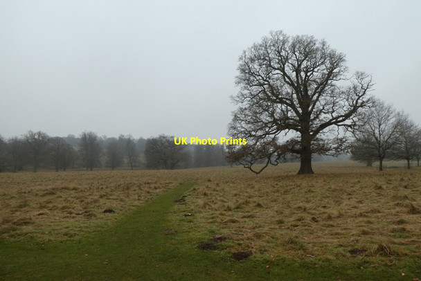 Photo 6"x4" Path over the deer park Studley Roger c2021