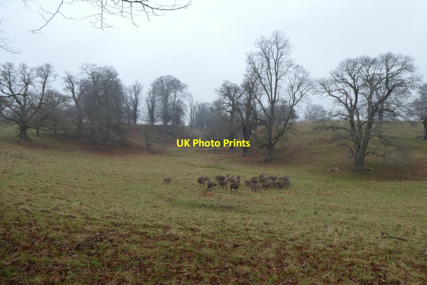 Photo 6"x4" Deer in The Dale Studley Roger c2021