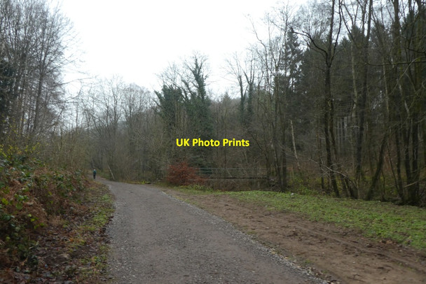 Photo 6"x4" Path and bridge in Chinese Wood Ingerthorpe c2021