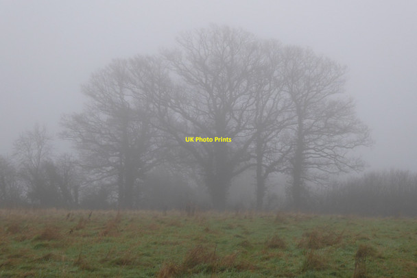 Photo 6"x4" Trees in the fog Great Malvern c2021