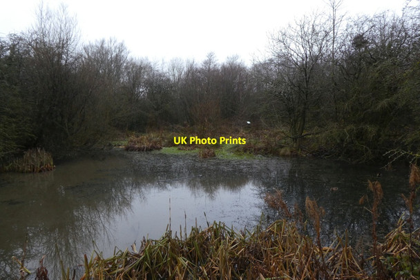 Photo 6"x4" Pond in Rossett Local Nature Reserve Harrogate c2021