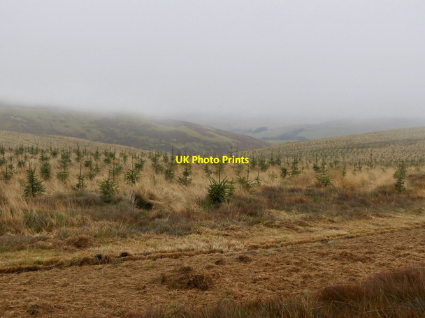 Photo 6"x4" Young trees Mountbengerburn c2021