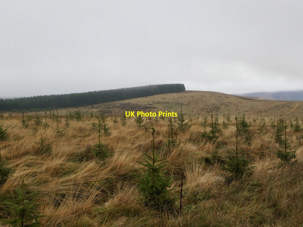 Photo 6"x4" Young Sitka Yarrow\/NT3527 c2021