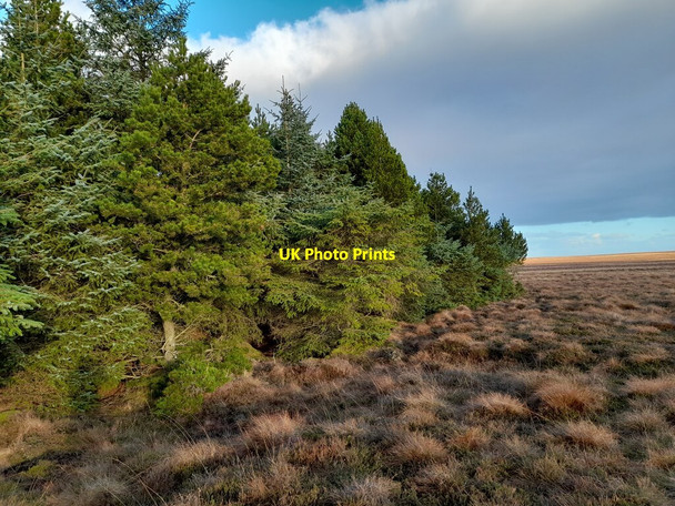 Photo 6"x4" Edge of Conifer Forest Rhianacoil c2021