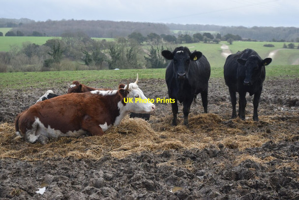 Photo 6"x4" Cows beside the path at Owslebury Owslebury c2021