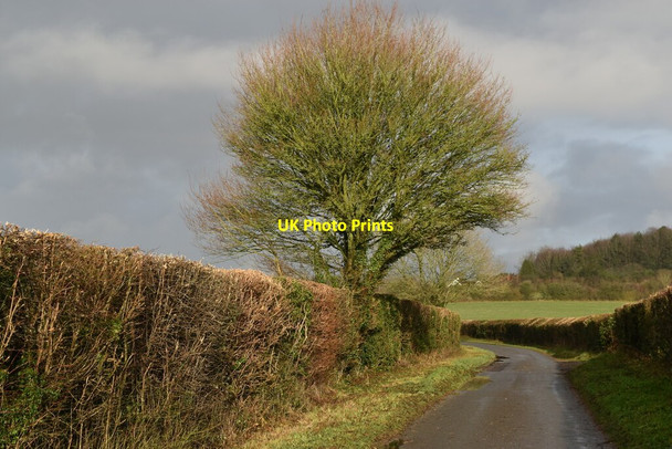Photo 6"x4" Tree beside Lower Baybridge Lane Owslebury c2021
