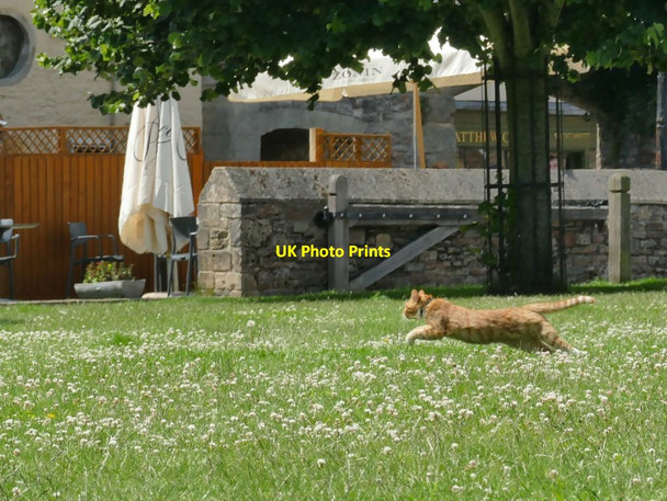 Photo 6"x4" St Andrew's Cathedral, Wells - cat in the clover Wells c2021