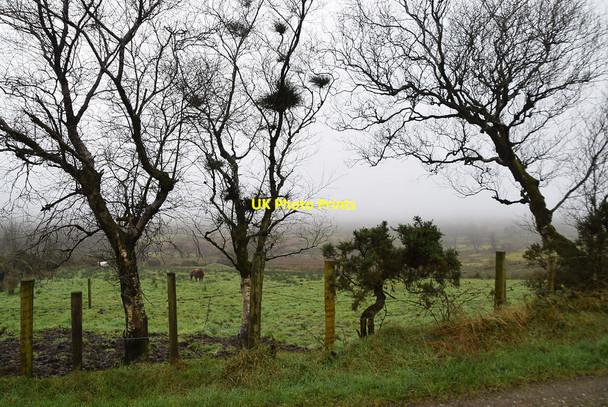 Photo 6"x4" Trees with witches broom, Tattykeel Drumquin c2021