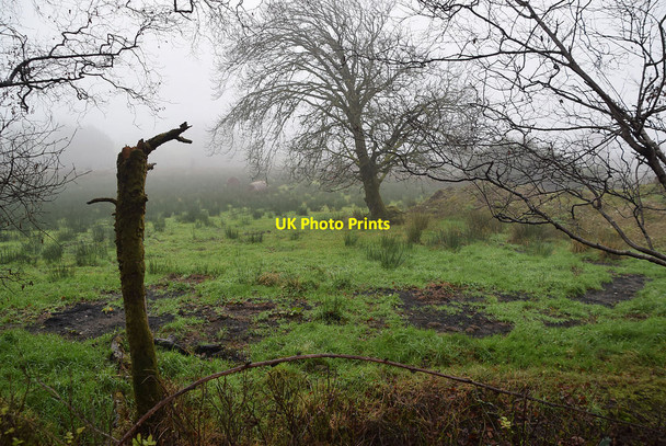 Photo 6"x4" Misty at Tattykeel Drumquin c2021