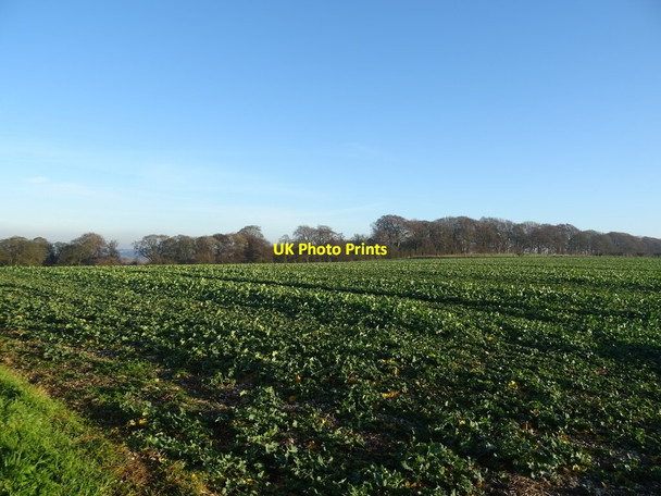 Photo 6"x4" Crop field off Kilnwick Percy Hill (B1246) Nunburnholme c2021
