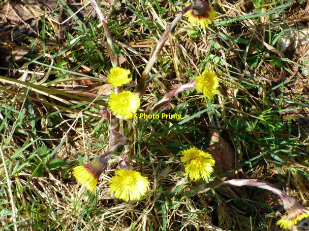 Photo 6"x4" Tussilago farfara, Coltsfoot Consall c2017