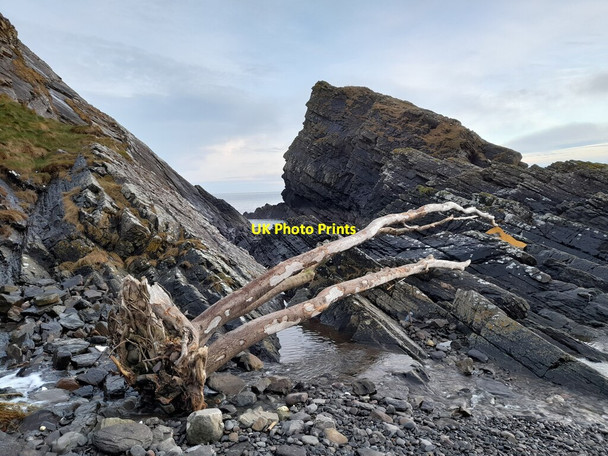 Photo 6"x4" Driftwood at Shelligoe Lybster\/ND2435 c2021