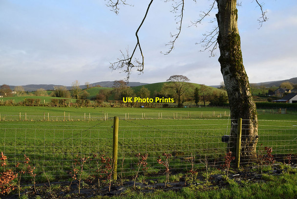 Photo 6"x4" Tree, Dunmullan Mountjoy\/H4277 c2022