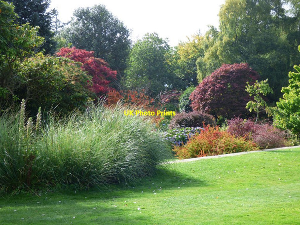 Photo 6"x4" In the Shrub border at Chirk Castle Bronygarth c2016