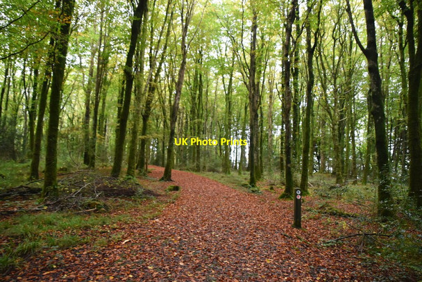 Photo 6"x4" Castle Caldwell Forest Belleek c2021