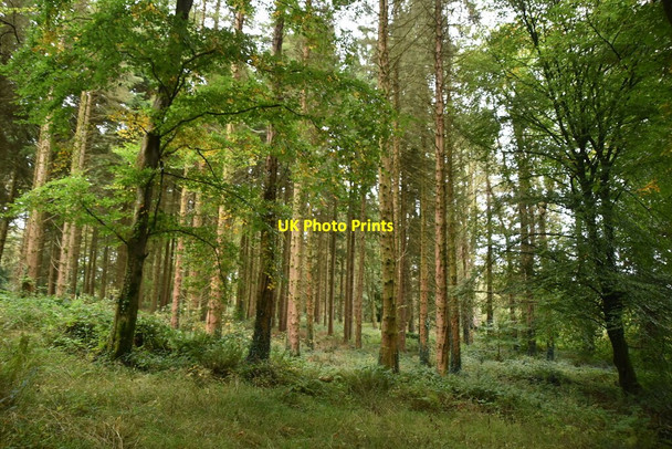 Photo 6"x4" Castle Caldwell Forest Belleek c2021