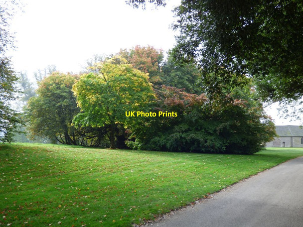 Photo 6"x4" Grove of trees outside Croft Castle Croft\/SO4565 c2016