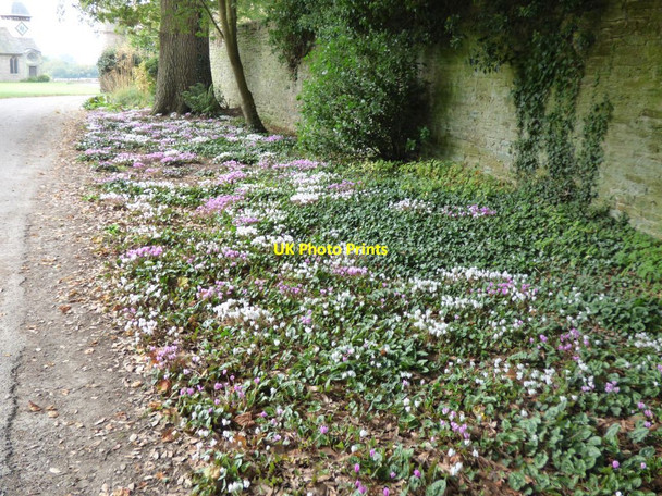 Photo 6"x4" Path to Croft Castle Croft\/SO4565 c2016