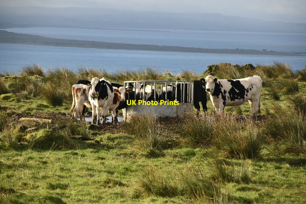 Photo 6"x4" Cattle feeding, Inishowen Head Greencastle\/C6440 c2021