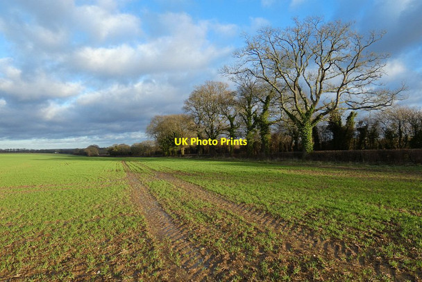 Photo 6"x4" Farmland, West Meon Bailey Green c2022