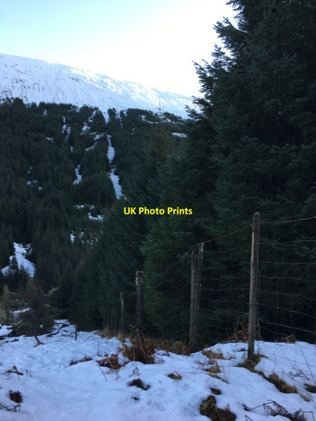 Photo 6"x4" Fenced forestry boundary, Glen Gloy Glen Gloy c2022