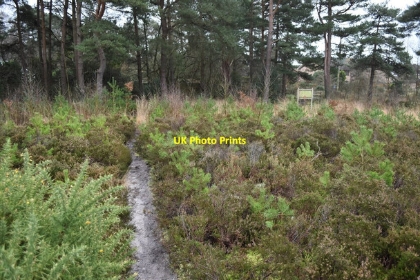 Photo 6"x4" Path at the entrance to Lions Hill St Leonards\/SU1103 c2022