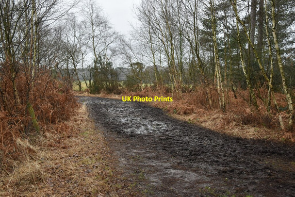 Photo 6"x4" Muddy path on the edge of West Moors Plantation West Moors c2022