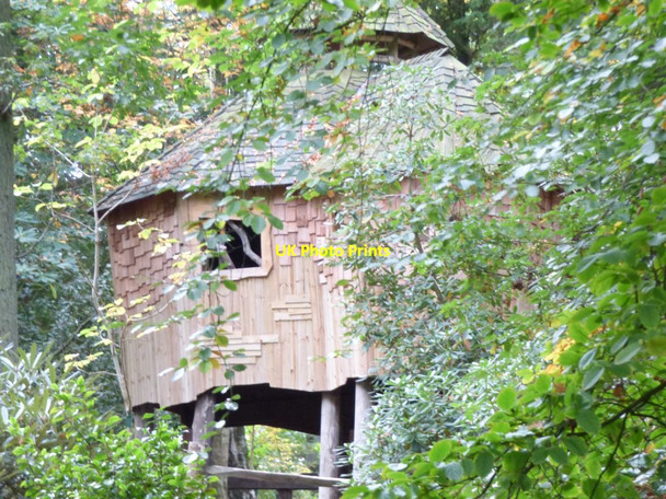 Photo 6"x4" Tree house Harlow Carr c2016