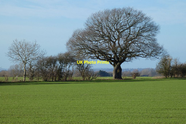 Photo 6"x4" Farmland, Great Kimble Smoky Row c2022