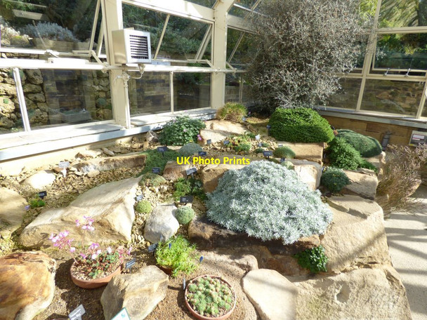 Photo 6"x4" Plants inside the Alpine House Harrogate c2016