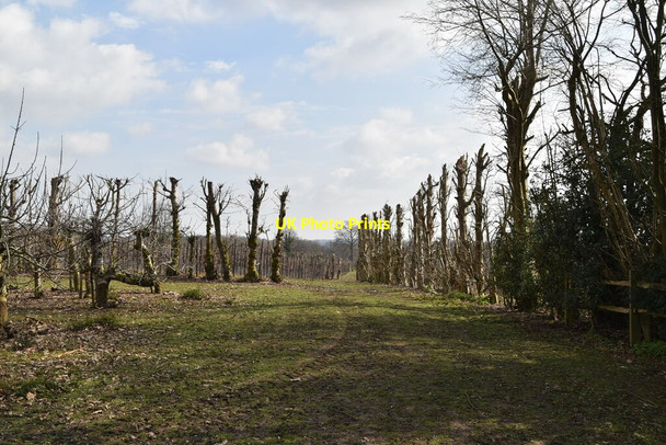 Photo 6"x4" Sussex Border Path High Street\/TQ7430 c2021