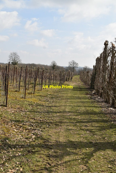 Photo 6"x4" Sussex Border Path through orchards High Street\/TQ7430 c2021