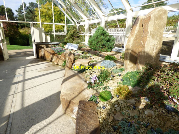 Photo 6"x4" Plants inside the Alpine House Harrogate c2016