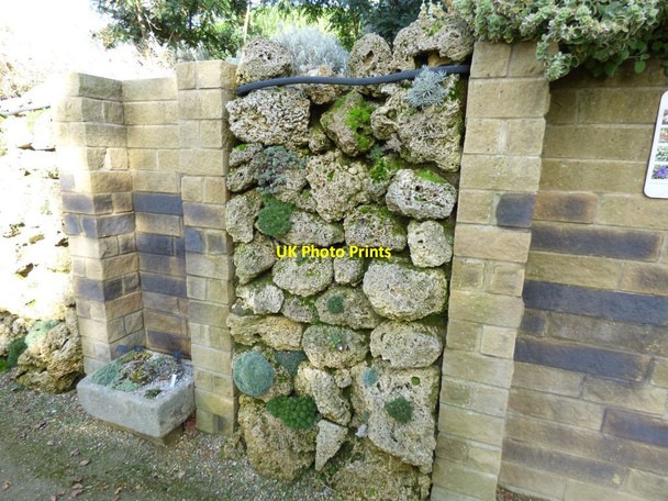 Photo 6"x4" Saxifrages grown in Tufa Harrogate c2016