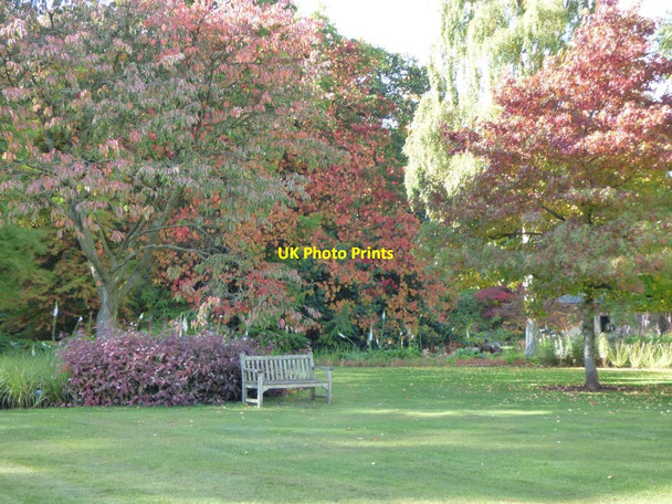 Photo 6"x4" Bench under the trees Harlow Carr c2016