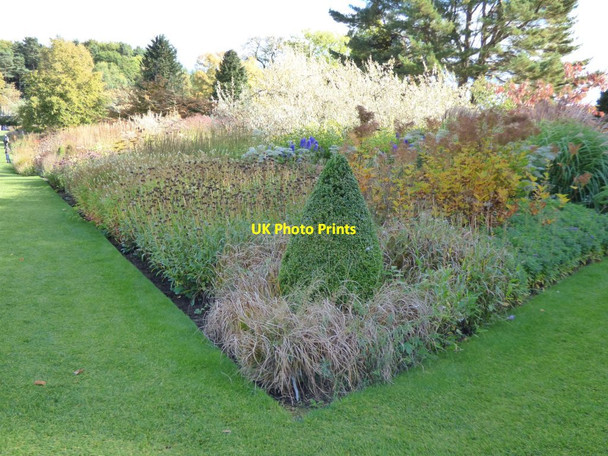 Photo 6"x4" Clipped conifer on the corner of a flower bed Harlow Carr c2016
