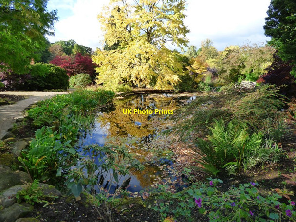 Photo 6"x4" Pool in the middle of the main herbaceous borders Harlow Carr c2016
