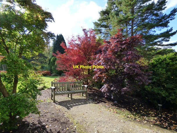 Photo 6"x4" Bench under the trees Harlow Carr c2016
