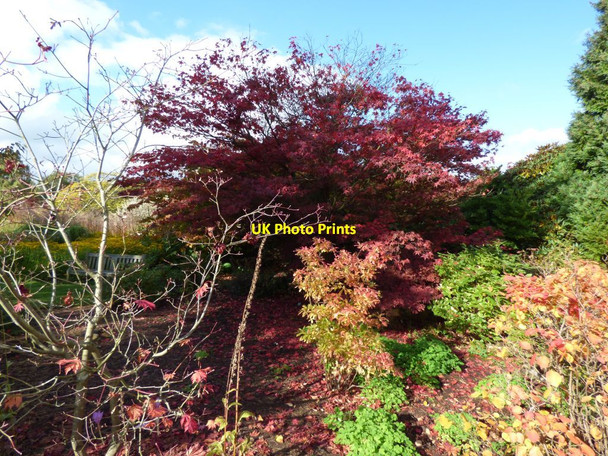 Photo 6"x4" Autumn colour at Harlow Carr Harlow Carr c2016