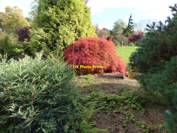 Photo 6"x4" Acer japonica at Harlow Carr Harlow Carr c2016